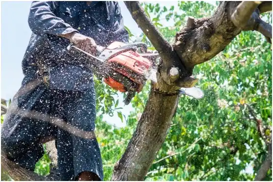 tree services Bell Buckle